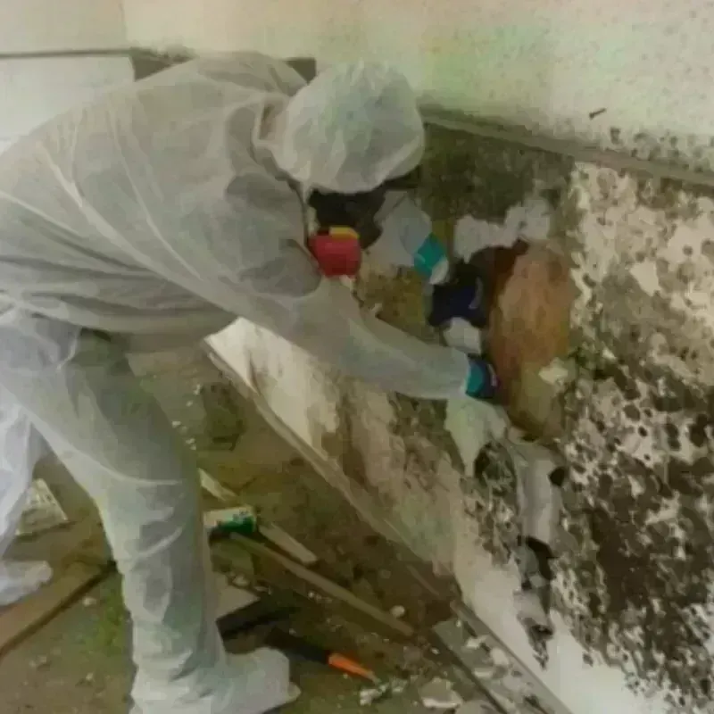 Mold Remediation and Removal in Holcomb, KS